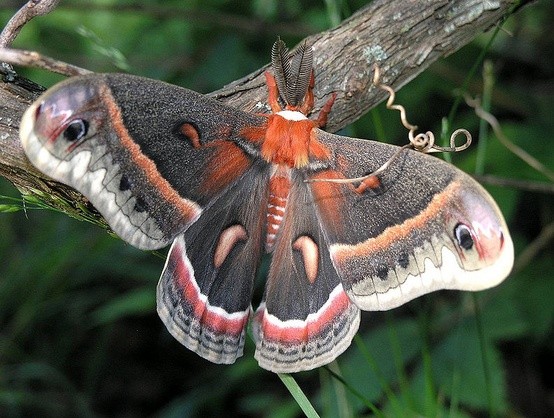 Photo:  Cecropia Moth (Hyalophora_cecropia) 